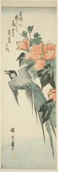 Langstaartvogel en hibiscus