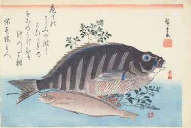 Shimadai en Ainame, uit de serie 