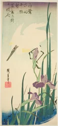 Witte reiger en iris