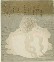 Octopus en schelp