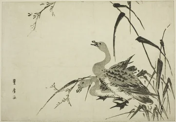 Wilde ganzen en riet