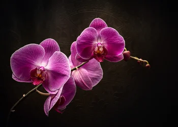 De pracht van de paarse orchidee