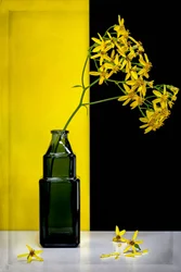 Gele bloemen – modern contrast