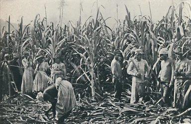 Een suikerrietplantage, 1916