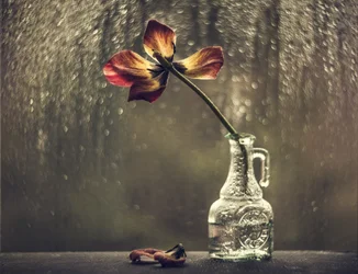 Verwelkte tulp, regenachtig raam