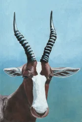 De blik van de blesbok