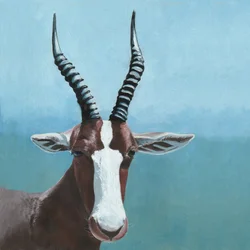 De blik van de blesbok
