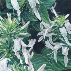 Elegante witte bloemen
