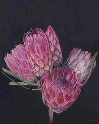 Exotische roze protea’s