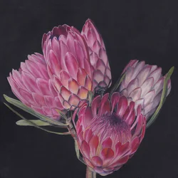 Exotische roze protea’s