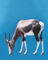 Grazende bontebok