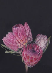 Protea-mix door Viccy Wanliss