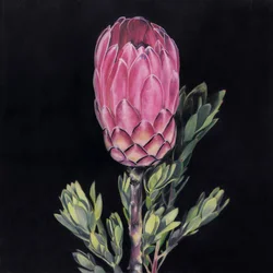 Opvallende roze protea