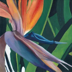Levendige paradijsvogel