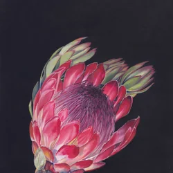 Levendig roze protea