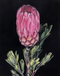 Levendig roze protea