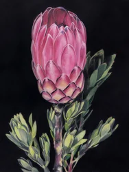 Levendig roze protea
