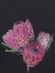 Levendige roze protea’s