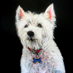 Charmant portret van een Westie