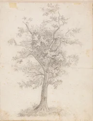 Breedbladige boom