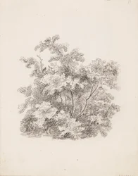 Struiken