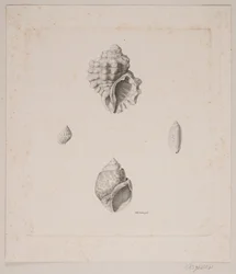 Vier schelpen