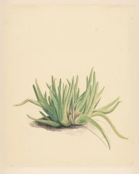 IJskruid