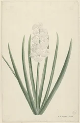 Witte hyacint