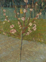 Amandelboom in bloei