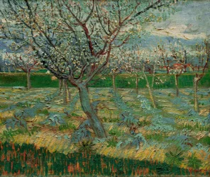 Bloeiende boomgaard met abrikozenbomen