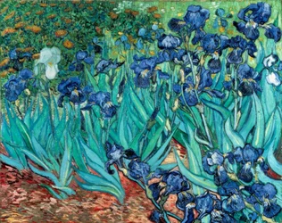 Irissen (zwaardlelies)