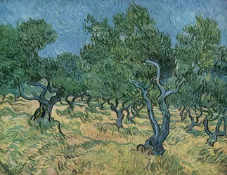 Olijfboomgaard