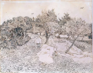 Olijfbomen bij Montmajour