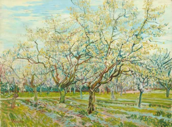 V. van Gogh, De witte boomgaard
