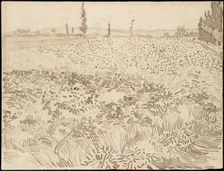 Tarweveld