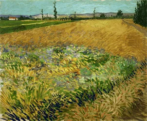 Tarweveld