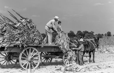 Man en jongens laden vers geoogste tabaksbladeren op een wagen op een boerderij