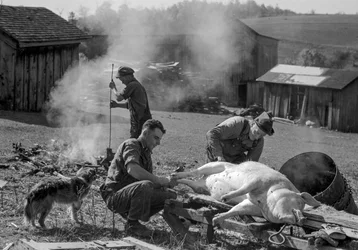 Mannen bereiden een geslachte varken voor om te worden geroosterd op een boerenerf, West Virginia