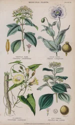 Peruviaanse schors; Papaver; Scammony; Braaknoot