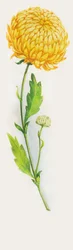 Chrysant bloem, tekening