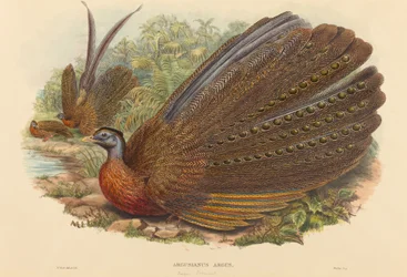 Argusfazant (Argusianus Argus)