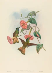 Helianthea osculans (sterrenkolibrie met geelbruine staart)