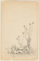 Studie van Wilde Planten