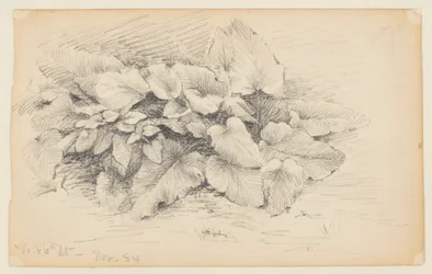 Studie van een Plant, West 86th Street