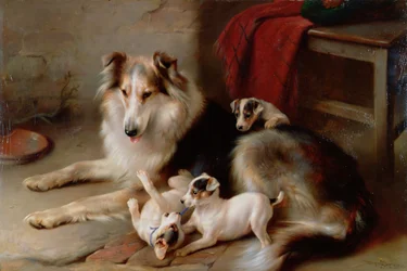 Een Collie met Fox Terrier Puppies, 1913