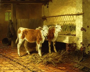 Twee Kalveren in een Schuur