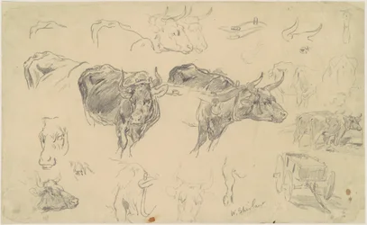 Studies van ossen