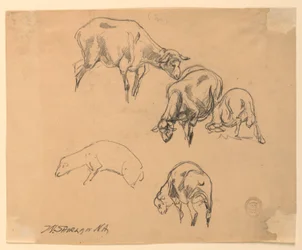 Studies van Schapen