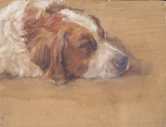 Hondenkop (Studie)
