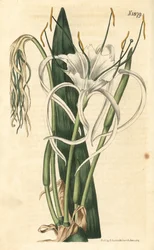 Araignee lelie, zeenarcissus, zeelelie - Strandspiderlelie, Hymenocallis littoralis (waaierbladige pancratium, Pancratium distichum). Handgekleurde botanische gravure door Weddell uit John Sims